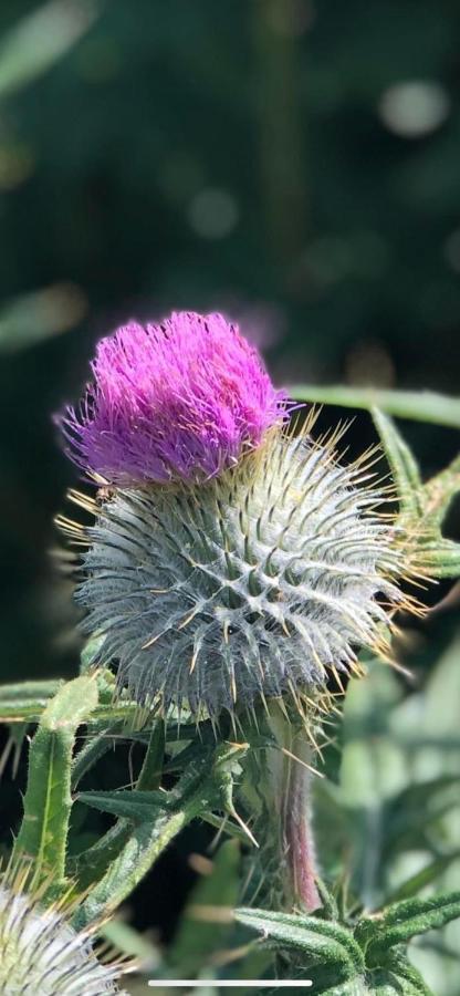 Number Twenty Six - 2 Miles From Elie Beach - 15Mins To St Andrews Colinsburgh Eksteriør bilde